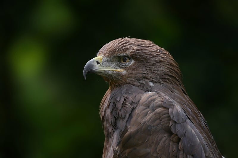 Legal Eagle